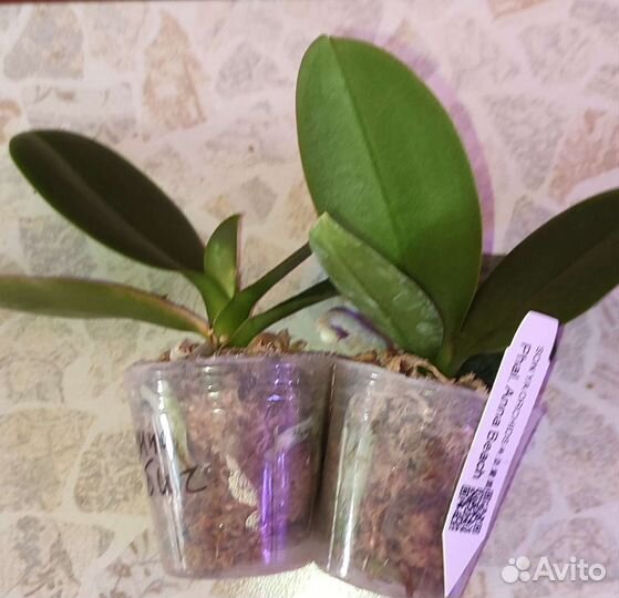 P. Anna Beach от SON YA orchids