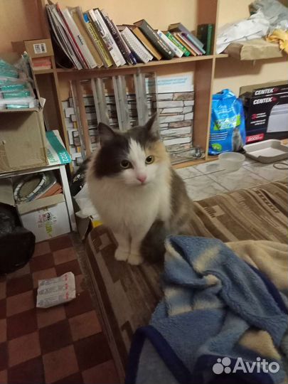 Супер - ласковая кошка