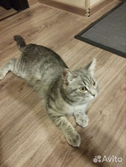 Кошка