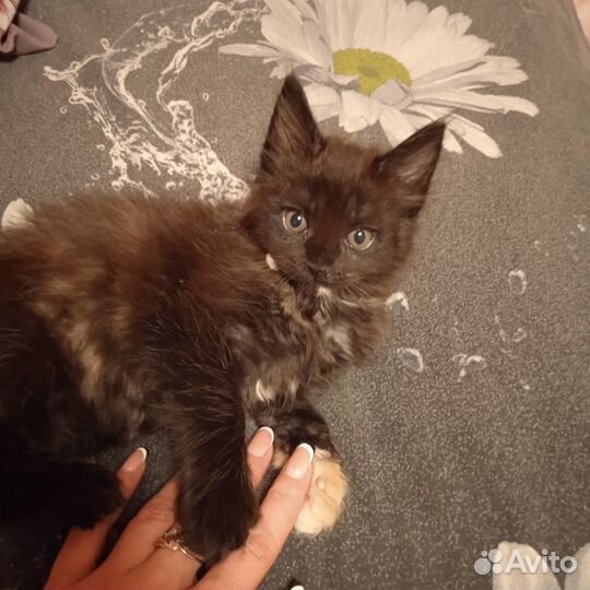 Котята мейн-кун
