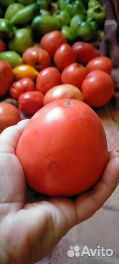 Помидоры домашние 