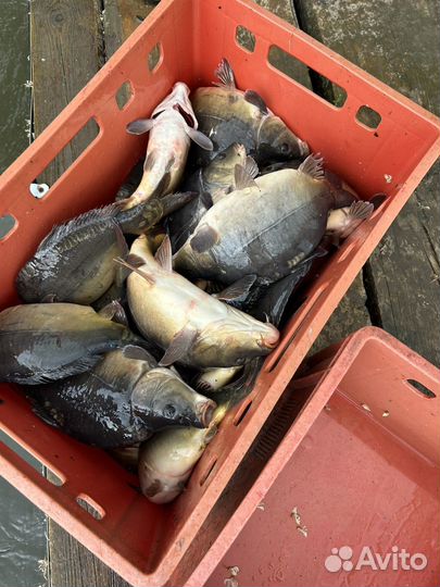 Карп, сазан