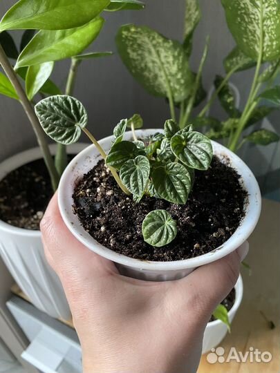 Пеперомия лилиан