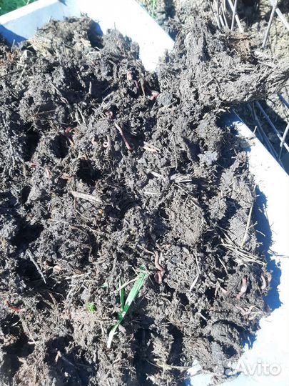 Перегной Коровий, Навоз коровий