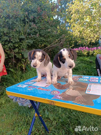 Щенки такса