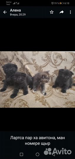 Котята в добрые руки даром бесплатно