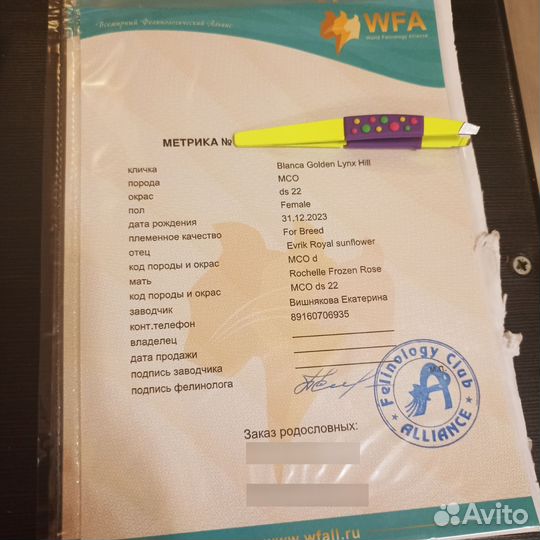 Мейн-кун в добрые руки