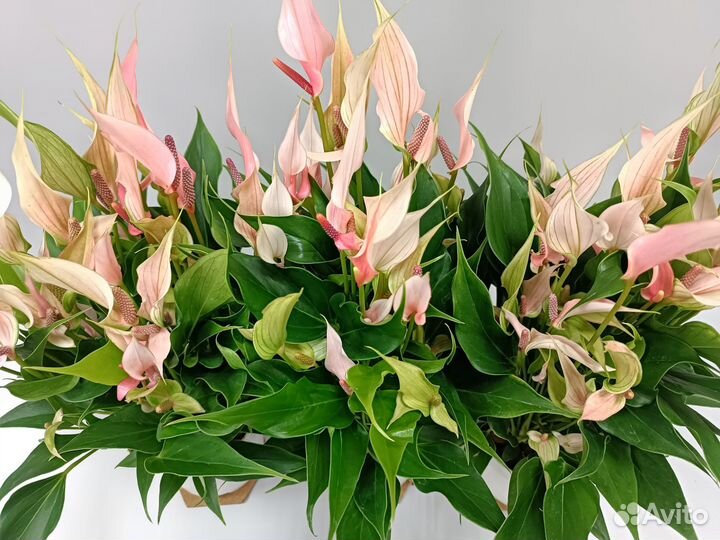 Антуриум Лилли Anthurium Lilli