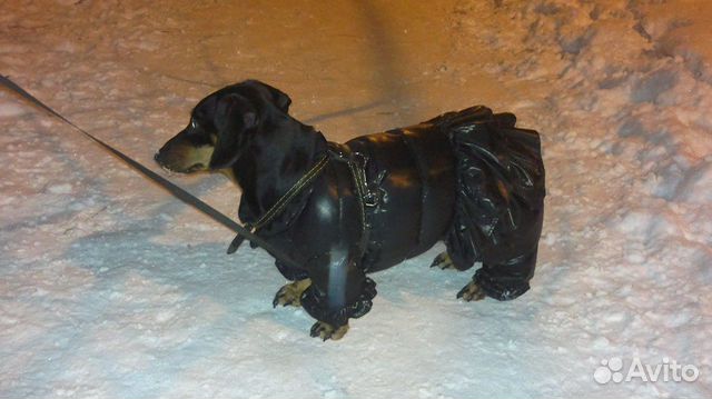 Зимняя одежда для собак