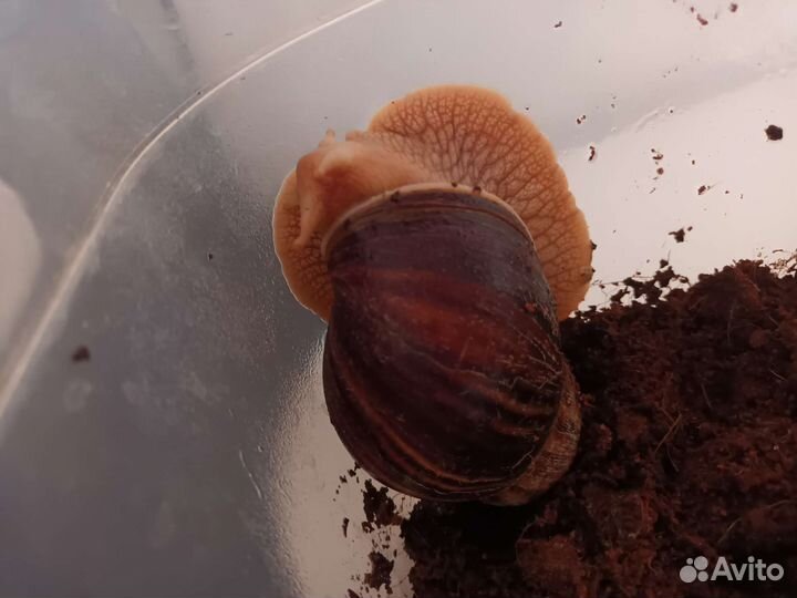 Улитка ахатина фулика