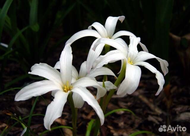 Зефирантес. Выбор сортов с доставкой