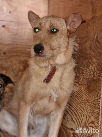 Собаке грустно