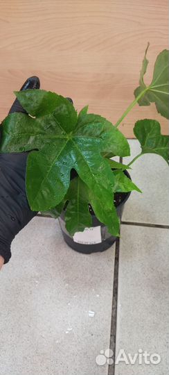 Фатсия японская