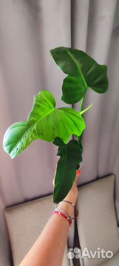 Филодендрон white wizard