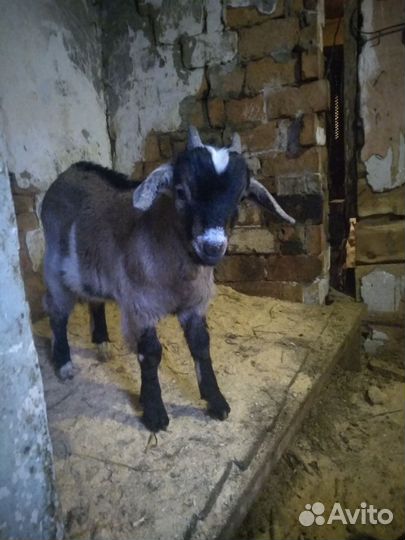 Козлик чехо нубийский, породный на племя