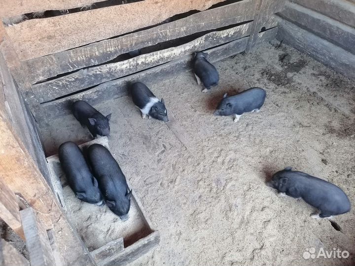 Вьетнамские поросята