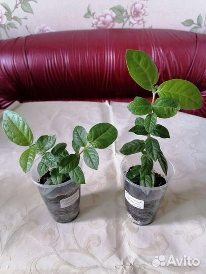 Экзотика, домашние цветы