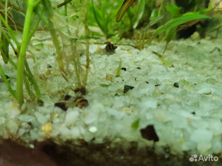 Улитка хелена, хищные