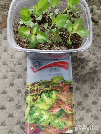 Однолетние цветы