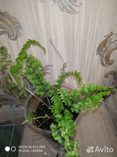 Папоротник комнатный