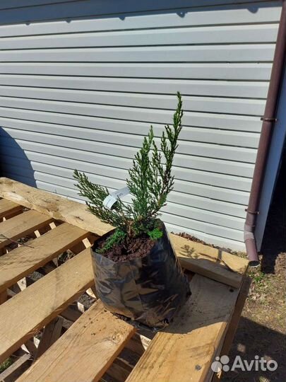 Мож-ник Rockery gem