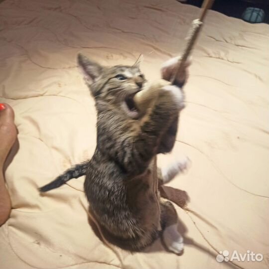 Котенок, мальчик 2,5 месяца