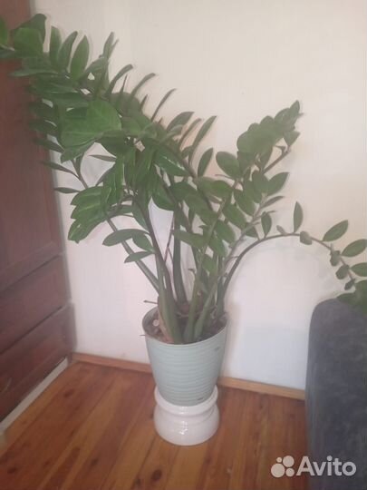 Замиокулькас Долларовое дерево в подарок, для офис