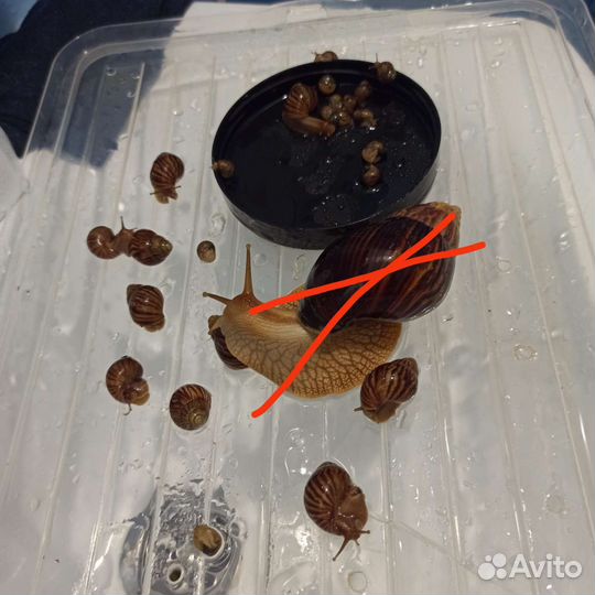 Улитки ахатины