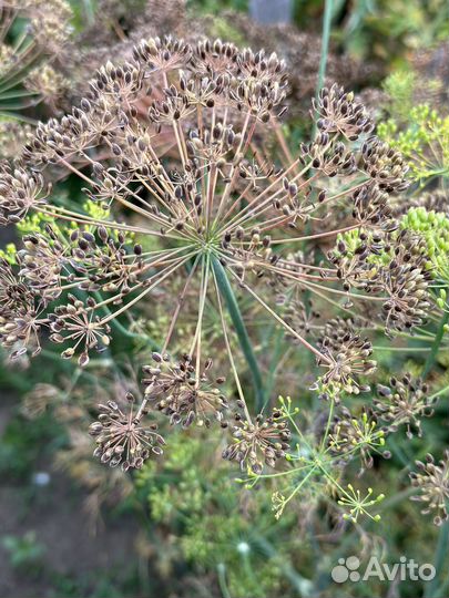 Семена укропа