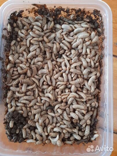 Опарыш оптом