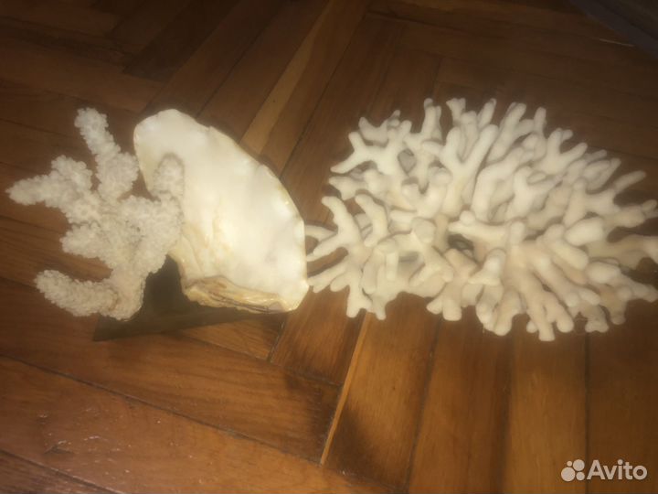 Морские ракушки раковины