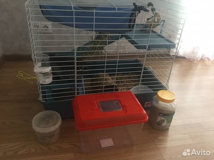 Шиншилла с клеткой