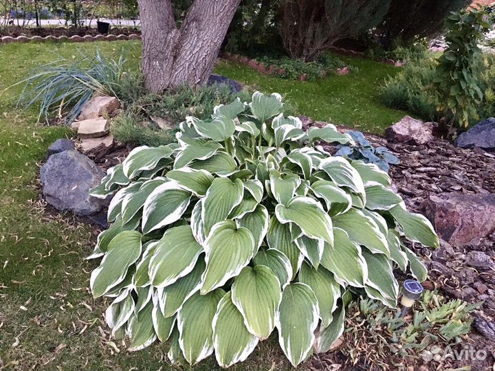 Саженцы хосты