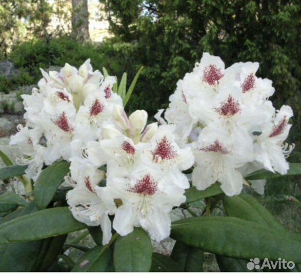 Рододендрон Питер Тайгер