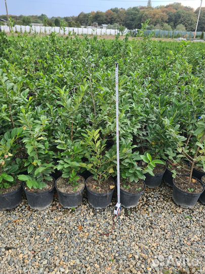 Лавровишня