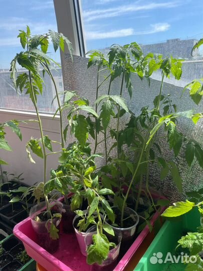 Рассада помидор остатки