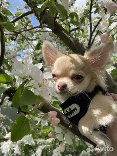 Вязка кобель чихуахуа