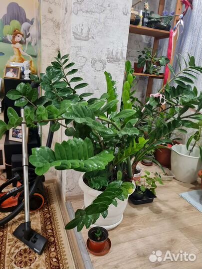 Замиокулькас черный равен