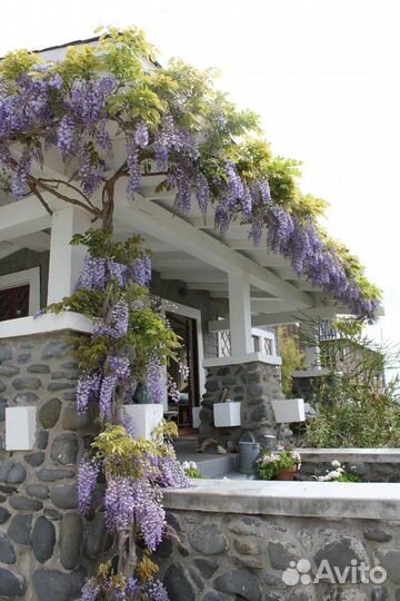 Глициния (вистерия)