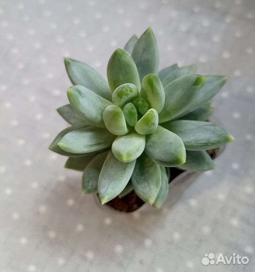 Суккуленты почтой часть 3 из 9