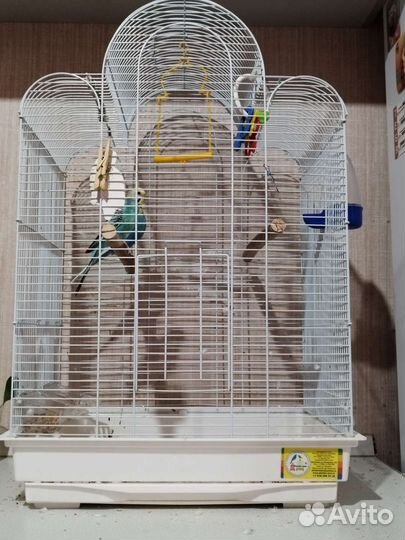 Волнистый попугай с клеткой