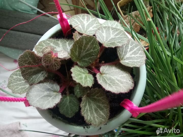 Зефирантес выскочка, камниломка