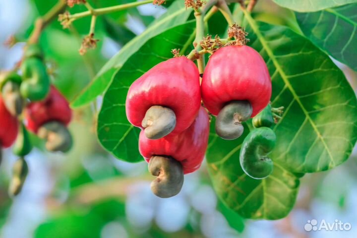 Кешью (жареный, натуральный, солёный) от 500 г