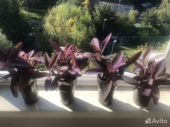 Сеткреазия пурпурная