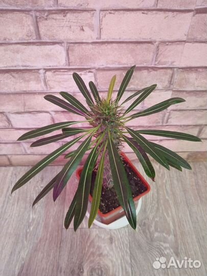 Пахиподиум