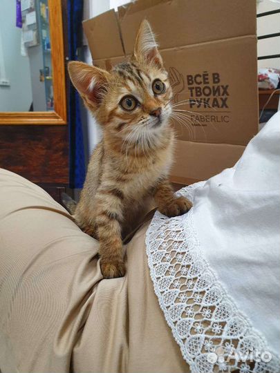 Котёнок девочка