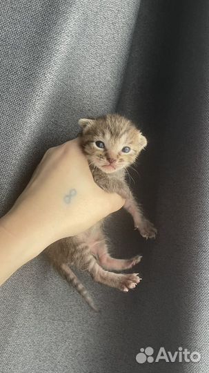 Симба ищет дом