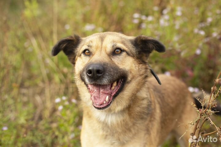 Ищем дом для особенного Мухтара