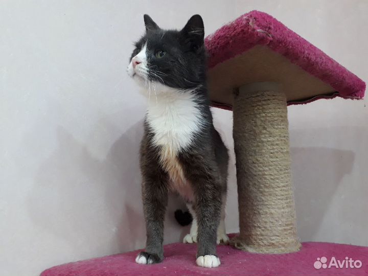 Очень ласковый и жизнерадостный котик Гриша