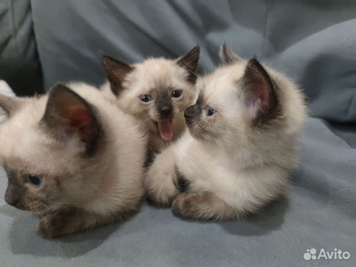 Сиамские котята